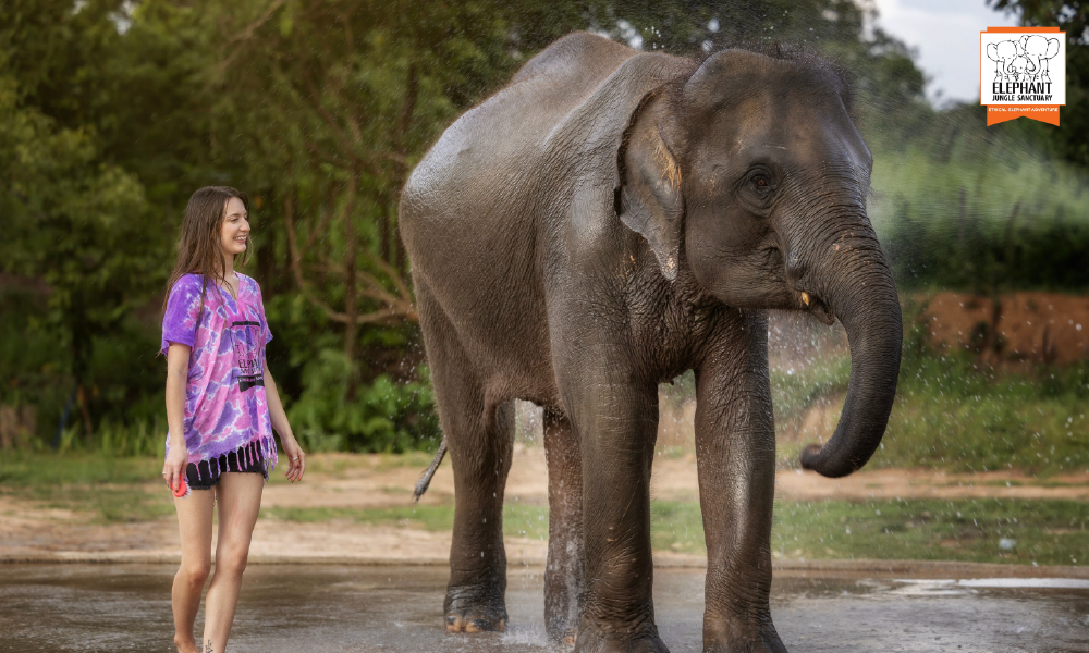 Elephant Jungle Sanctuary Chiang Mai – An Unforgettable Ethical Elephant Experience