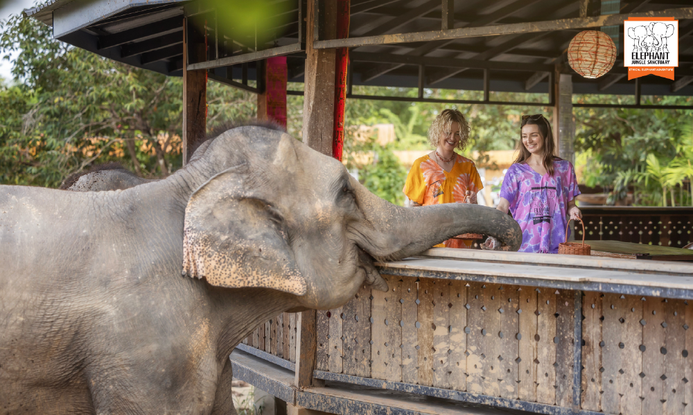 Elephant Jungle Sanctuary Chiang Mai – An Unforgettable Ethical Elephant Experience