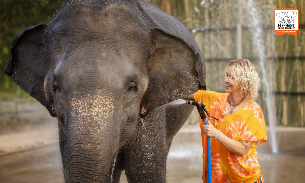 Elephant Jungle Sanctuary Chiang Mai – An Unforgettable Ethical Elephant Experience