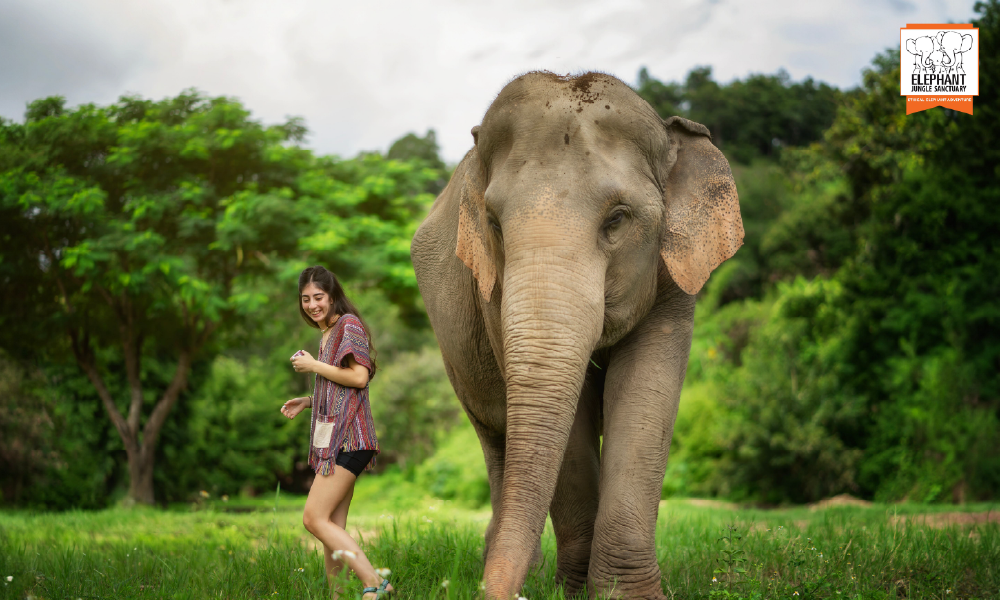 Elephant Jungle Sanctuary Chiang Mai – An Unforgettable Ethical Elephant Experience