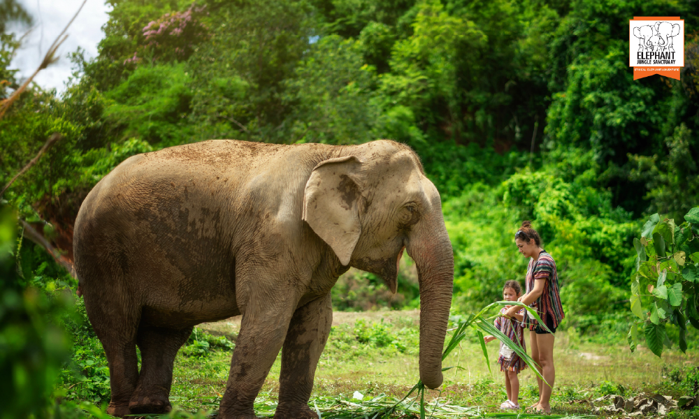 Elephant Jungle Sanctuary Chiang Mai – An Unforgettable Ethical Elephant Experience