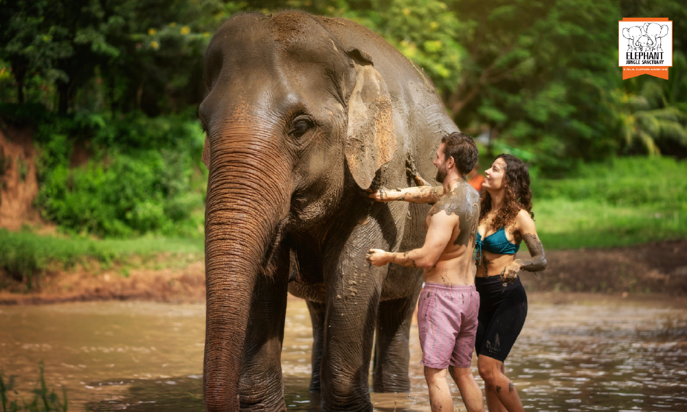 Elephant Jungle Sanctuary Chiang Mai &ndash; An Unforgettable Ethical Elephant Experience