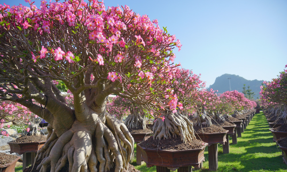 Nong Nooch Tropical Garden Pattaya – Botanical & Cultural Wonder Park