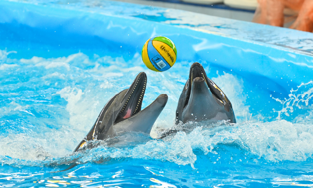 Pattaya Dolphinarium – Spectacular Dolphin Show Experience