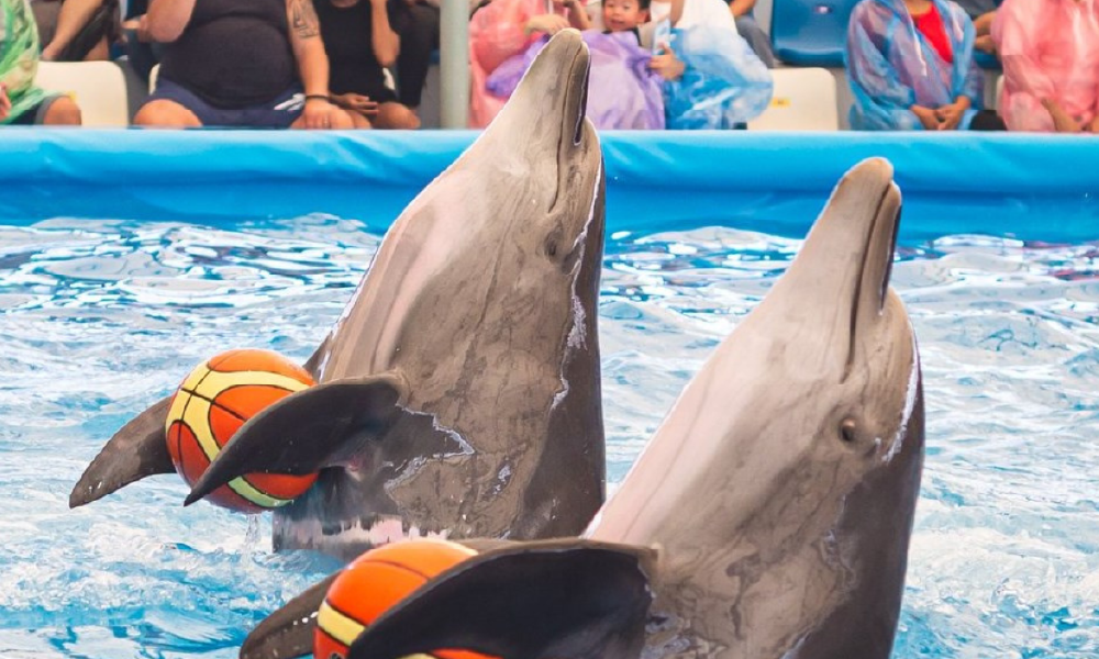 Pattaya Dolphinarium – Spectacular Dolphin Show Experience