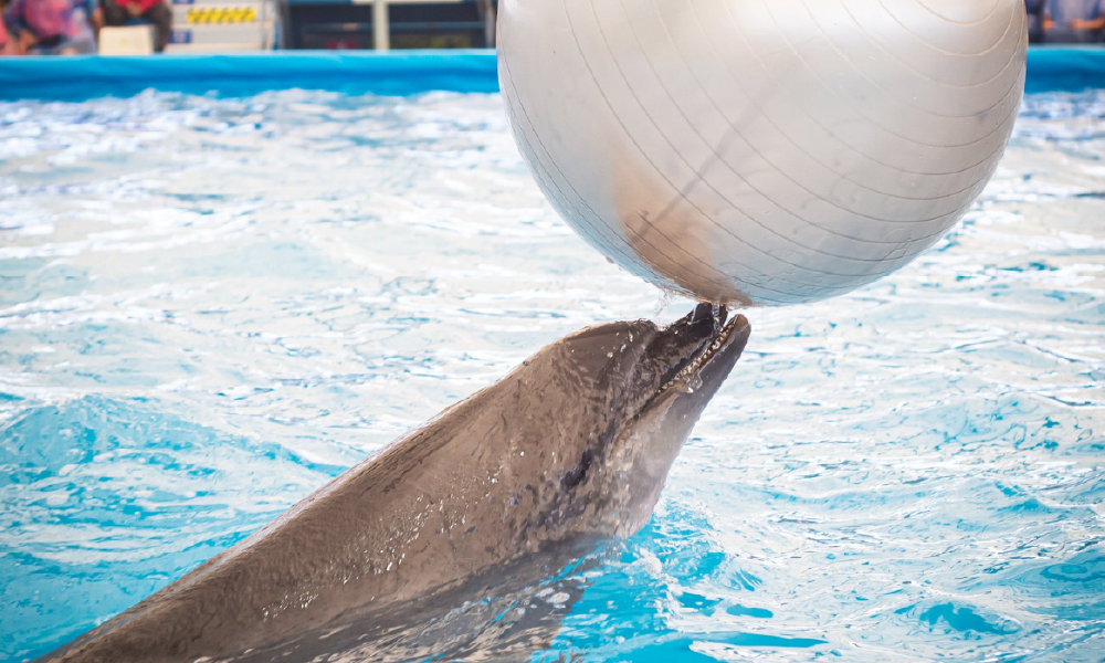 Pattaya Dolphinarium – Spectacular Dolphin Show Experience