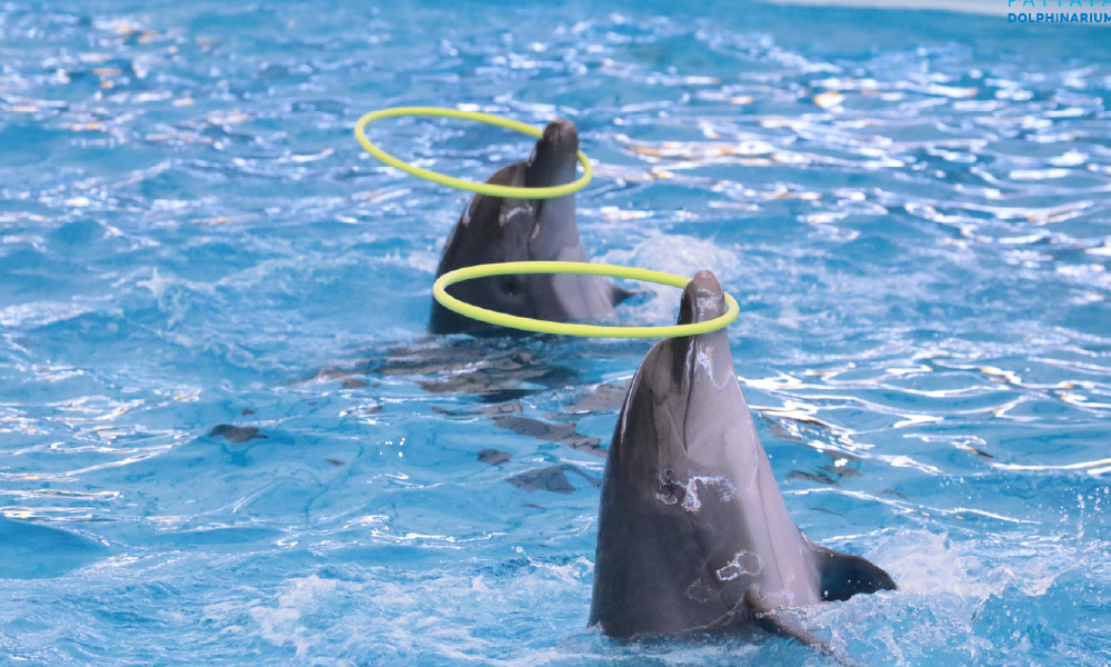 Pattaya Dolphinarium – Spectacular Dolphin Show Experience