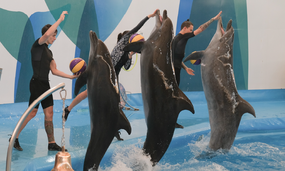 Pattaya Dolphinarium – Spectacular Dolphin Show Experience