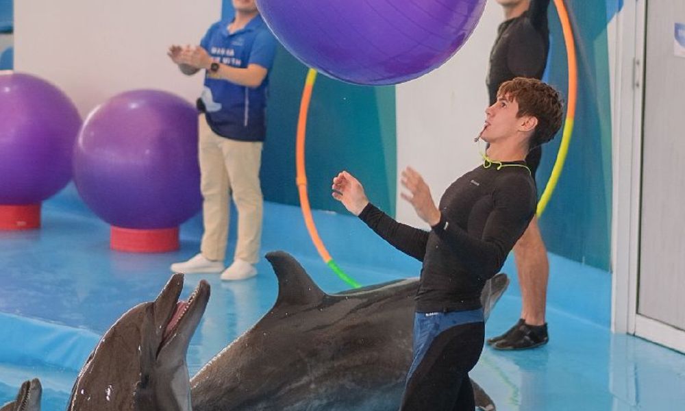 Pattaya Dolphinarium – Spectacular Dolphin Show Experience