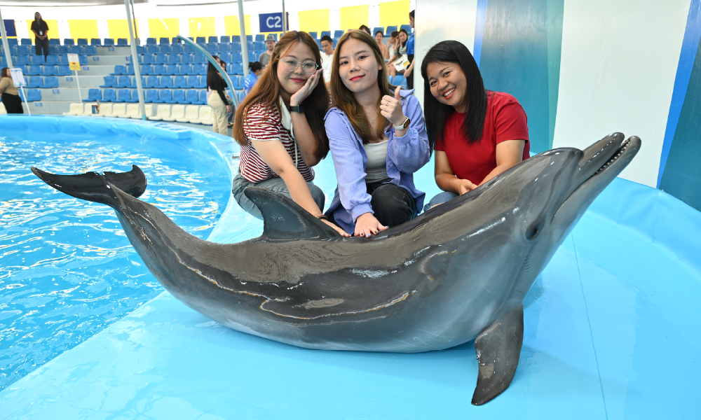 Pattaya Dolphinarium – Spectacular Dolphin Show Experience