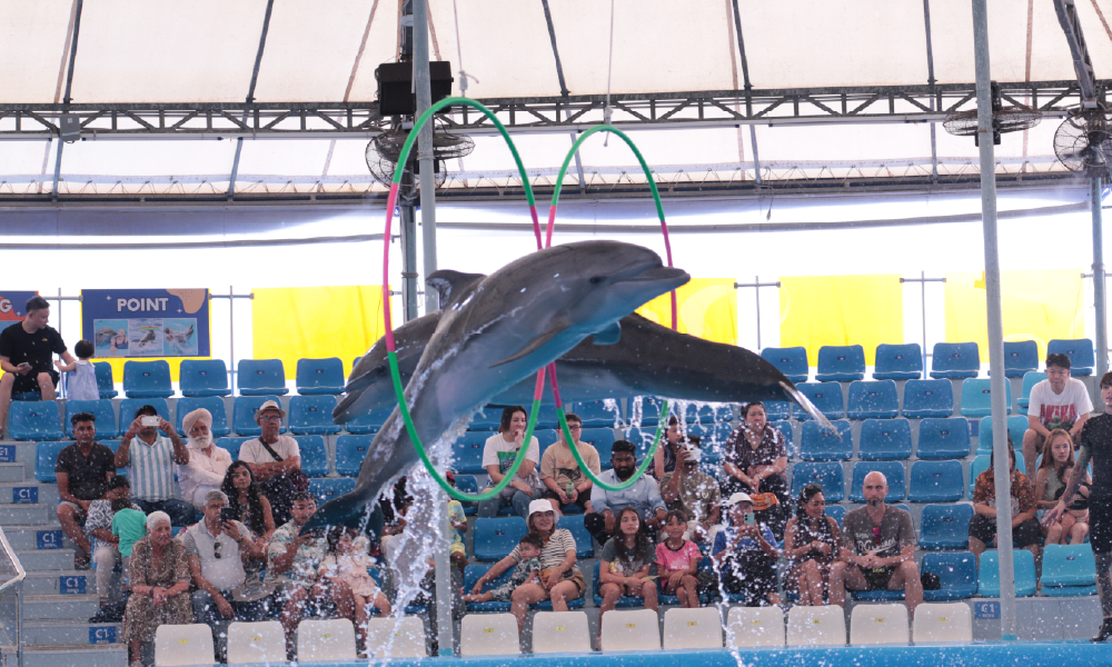 Pattaya Dolphinarium – Spectacular Dolphin Show Experience