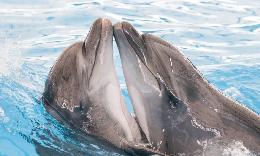 Pattaya Dolphinarium – Spectacular Dolphin Show Experience