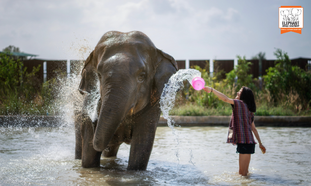 Elephant Jungle Sanctuary Pattaya – An Ethical Elephant Experience