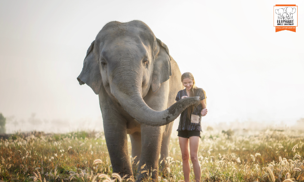 Elephant Jungle Sanctuary Pattaya – An Ethical Elephant Experience