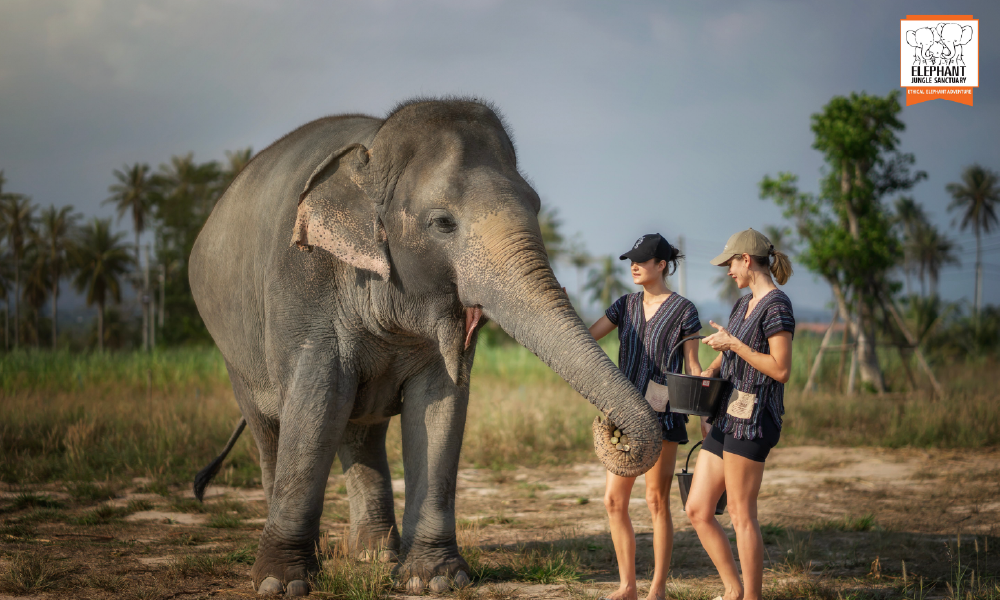 Elephant Jungle Sanctuary Pattaya – An Ethical Elephant Experience