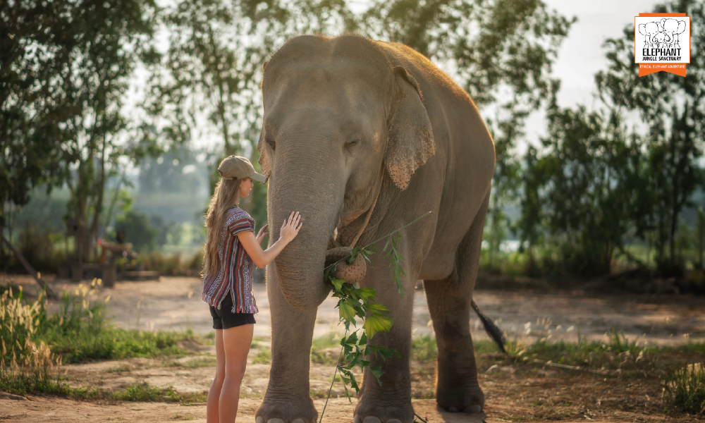 Elephant Jungle Sanctuary Pattaya – An Ethical Elephant Experience