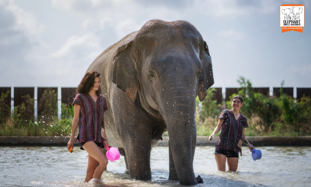 Elephant Jungle Sanctuary Pattaya – An Ethical Elephant Experience