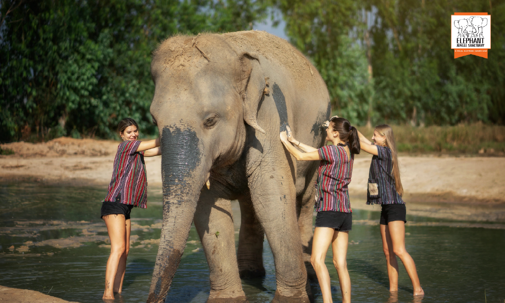 Elephant Jungle Sanctuary Pattaya – An Ethical Elephant Experience