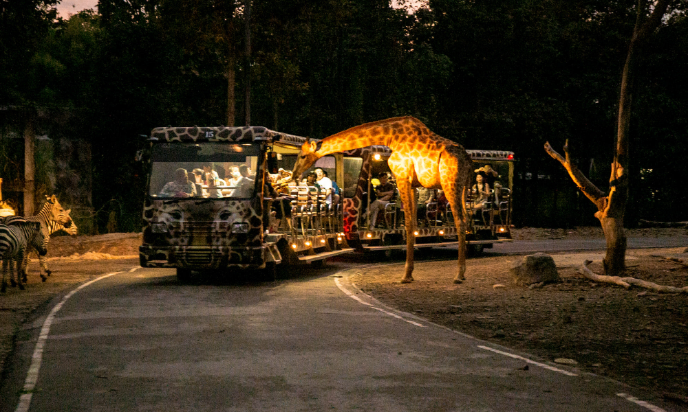 Chiang Mai Night Safari Adventure Tour