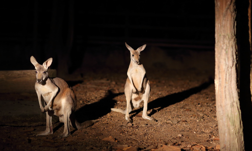Chiang Mai Night Safari Adventure Tour